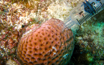 Sampling coral reef